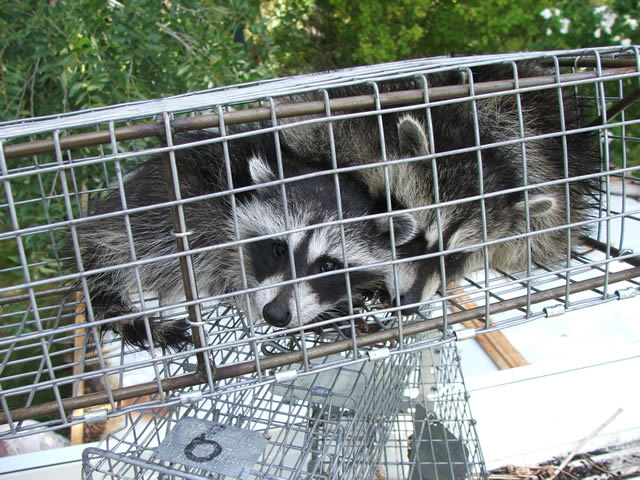 Allstate Animal Control cage trap containing two live raccoons